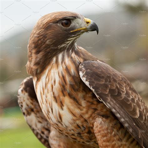 Red Tailed Hawk Animal Stock Photos Creative Market