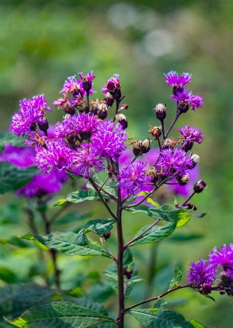 Cluster Purple Wildflowers Stock Image Image Of America