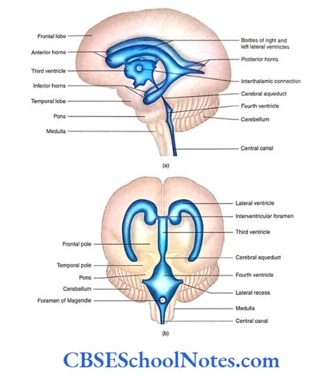 Brain Ventricles Anatomy Notes - CBSE School Notes