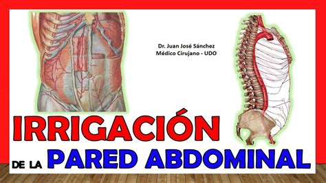 ARTERIAS DE LA PARED ABDOMINAL Irrigación Explicación fácil y