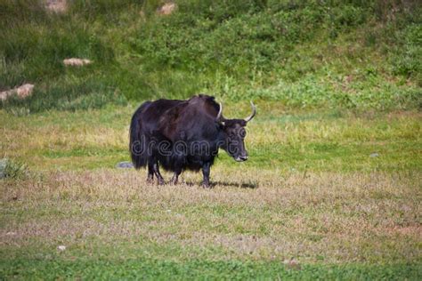 Black Female Yak with Horns is in a Pasture in the Tien Shan Mountains ...