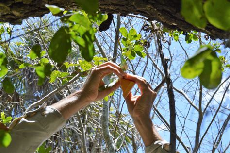 Seed Collecting And Conservation Horticulture Naples Botanical Garden