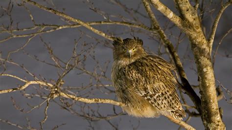 Blakistons Fish Owl In Hokkaido Japan 19201080 HD Wallpapers