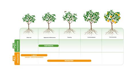 Arboriculture El Phant Vert