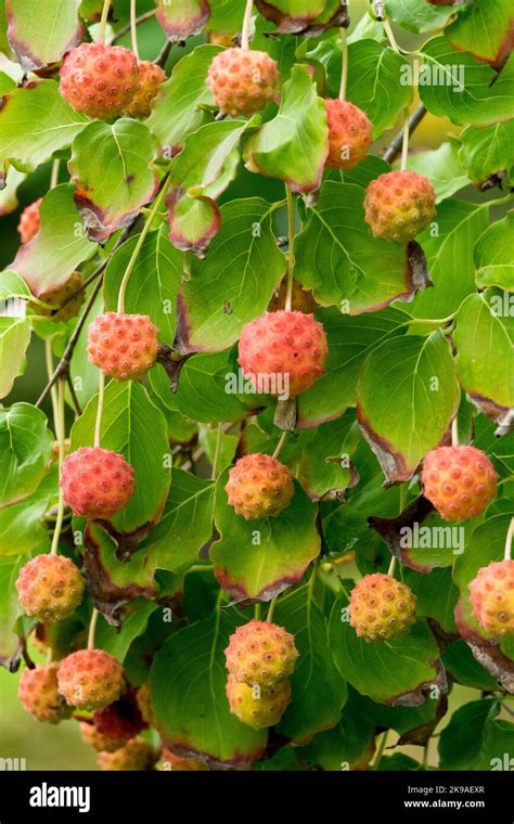 Cornus Kousa Chinensis Autumn Hi Res Stock Photography And 42 Off