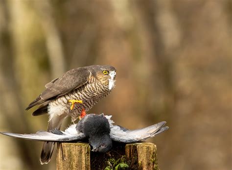 Eurasian Sparrowhawk Accipiter Nisus Phatimages Aberdeen Flickr