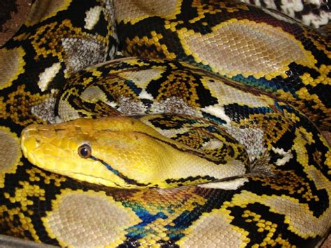 Bali Yellow Head Bali Reticulated Python Snake