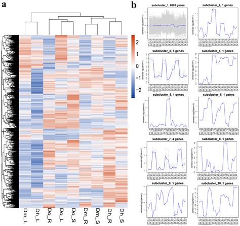 Ijms Free Full Text Comparative Transcriptome Analysis Of Different Dendrobium Species