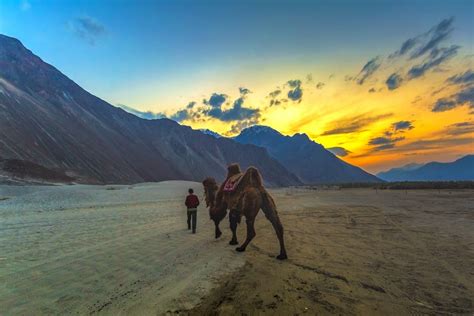 Bacterian Camel Safari In Ladakh A Must Try Adventure