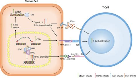 New Insights Into Epigenetic Regulation Of Resistance To Pd Pd L