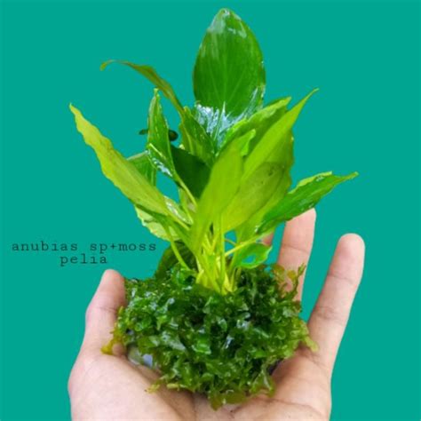 Anubias Sp Moss Pelia Media Wabikusa Tanaman Aquascape Lazada Indonesia