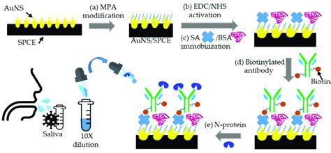 Scheme Schematic Processes Of The Auns Scpe Based Immunosensor