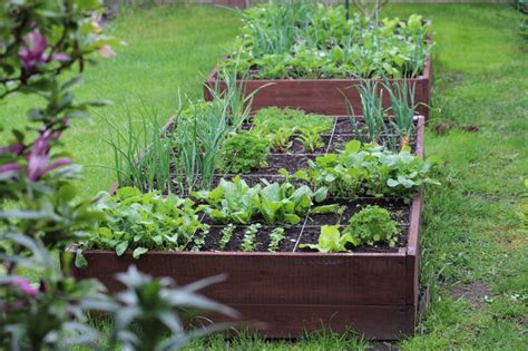 Raised Vegetable Beds. Vegetables Grown in Your Own Garden Stock Image - Image of living, grass ...