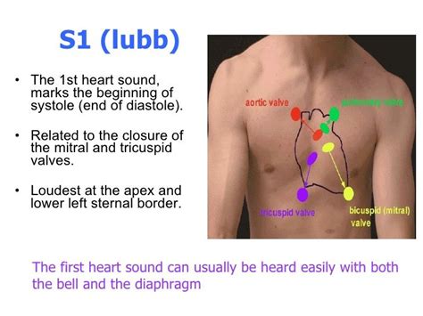 Heart Sounds And Murmurs Heart Sounds First Heart Sound Sound