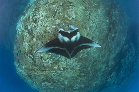 A Manta Ray Mobula Alfredi Glides Over A Hard Coral Ridge In Southern