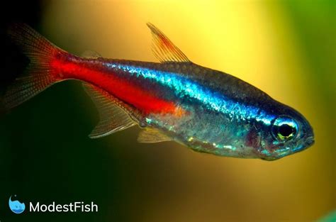 Neon Tetra Care Sheet Expert Guide For Aquarists