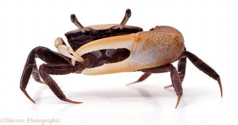 Fiddler Crab wallpapers, Animal, HQ Fiddler Crab pictures | 4K ...