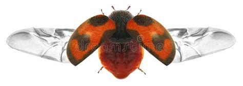 Flying Beetle Stock Photo Image Of Beetle Travel Landing 128697218