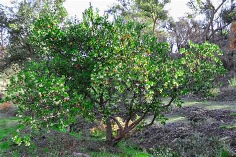 Growing The Strawberry Treearbutus Unedo