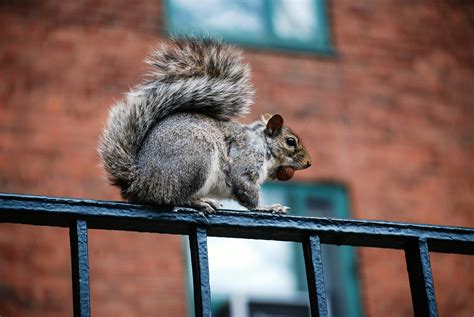 Squirrel Control London Mercury Pest Control