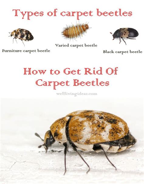 Effective Do It Yourself Ways To Get Rid Of Carpet Beetles Carpet