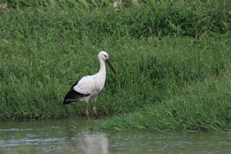 瀕危鳥類「東方白鸛」現蹤金山 新北提醒：侵犯保育動物可罰百萬 Ettoday政治新聞 Ettoday新聞雲