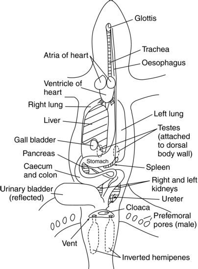 Lizard External Anatomy