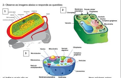Quais Sao Os Dois Tipos De Celulas - 1) Indique quais são os tipos celulares acima 1 - 2 - 3 - 2) Quais são ...