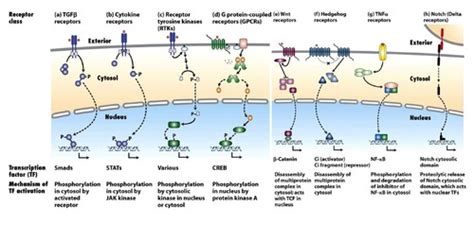 Signal Transduction Ii Enzyme Linked Receptors Nuclear Receptors