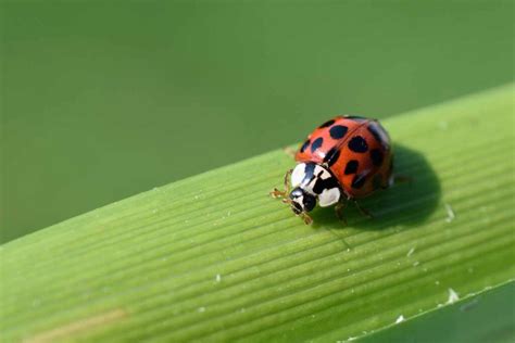 Identifying Good And Bad Bugs In Your Garden