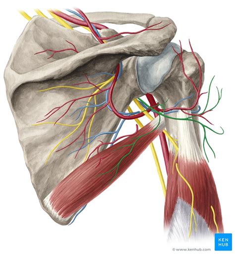 Axillary Nerve Anatomy Course Function Kenhub