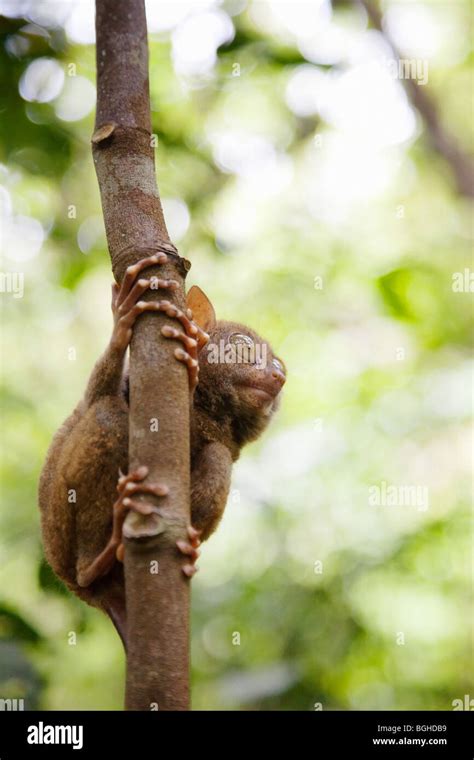 Bohol Hi Res Stock Photography And Images Alamy
