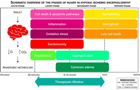 Schematic Overview Of The Phases Of Injury In Hypoxic Ischemic Download Scientific Diagram