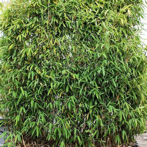 Umbrella Bamboo Fargesia Murielae Jumbo Hedges Direct