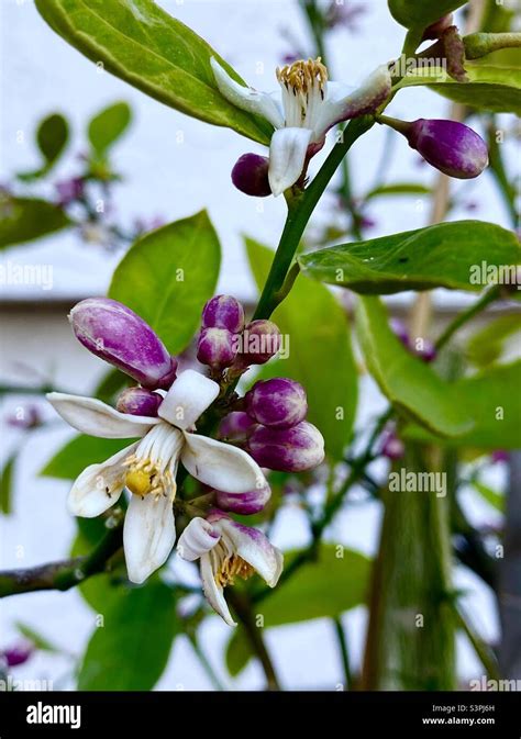 Lime White Flowers Hi Res Stock Photography And Images Alamy