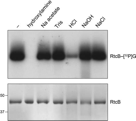 Novel Mechanism Of Rna Repair By Rtcb Via Sequential Cyclic