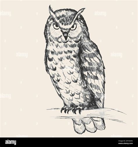 Detailed Owl Drawing Hi Res Stock Photography And Images Alamy