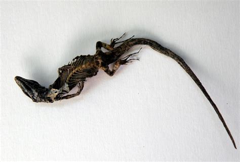 STOCK IMAGE dead lizard 1 by LamollesseStockImage on DeviantArt