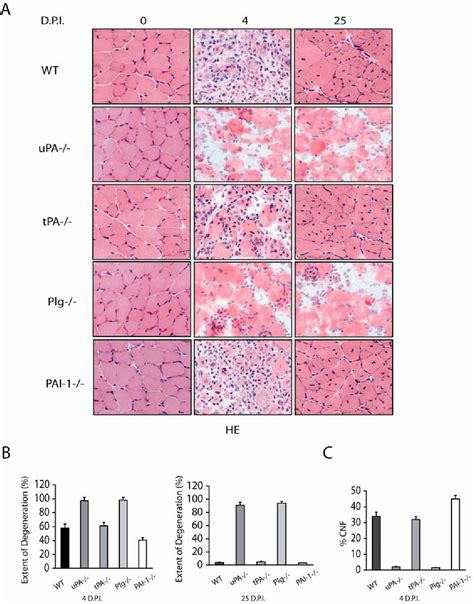 Figure 1 From The Plasminogen Activation System In Skeletal Muscle