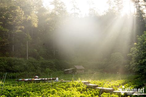 Experience New Yoga Meditation Tour In Lam Dong S Pine Forest