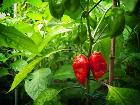 How to Grow Ghost Pepper Plants