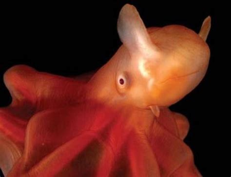 Dumbo Octopus Fun Facts Pictures And Information Hubpages
