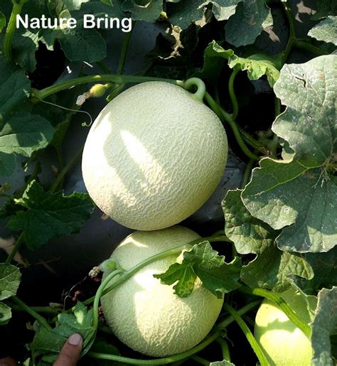 How To Grow Cantaloupe Growing Cantaloupe In Containers Muskmelon