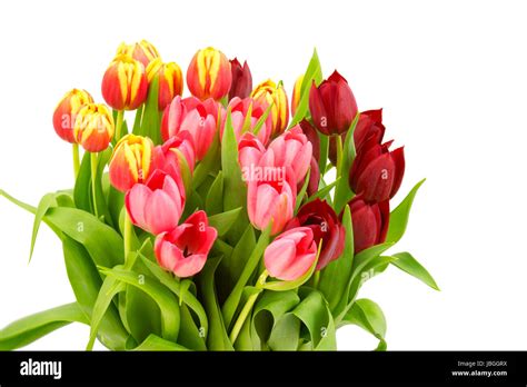 Colourful Tulips On White Background Stock Photo Alamy