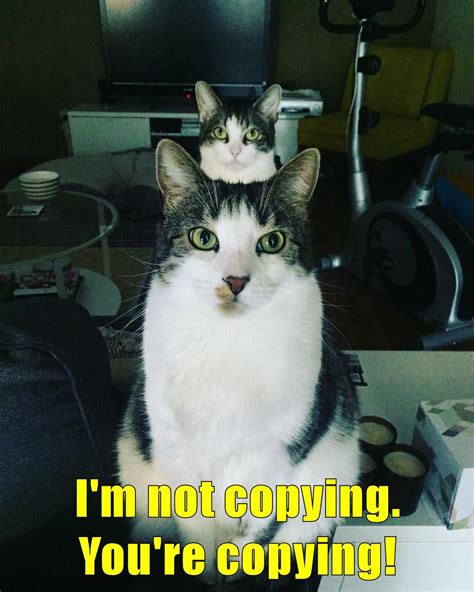 Im Not Copying Youre Copying Funny Cat Memes Funny Laugh