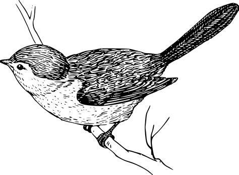 Little Bird On A Branch Drawing Free Image Download