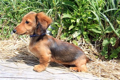 Crazy Things You Didn't Know About the Dachshund Terrier Mix - DogAppy