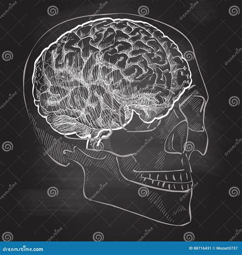 Anatomia Da Cabeça Do Cérebro Humano Ilustração Stock Ilustração de