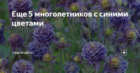 Еще 5 многолетников с синими цветами | Сады и цветы | Дзен