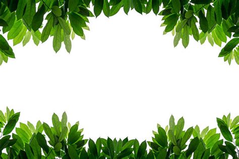 Green Leaves Border